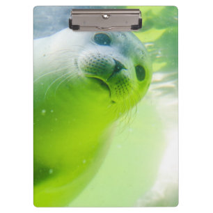 Carpeta De Pinza Seda subacuática amigable