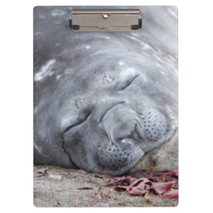 Carpeta De Pinza Sello elefante
