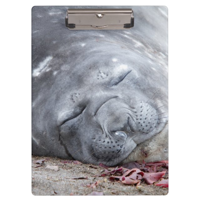 Carpeta De Pinza Sello elefante (Anverso)