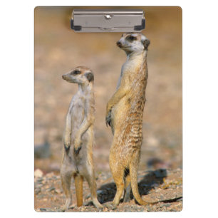 Carpeta De Pinza Sentinelas de suricata (Suricata suricatta), Karas