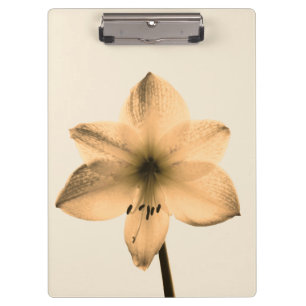 Carpeta De Pinza sepia amaryllis