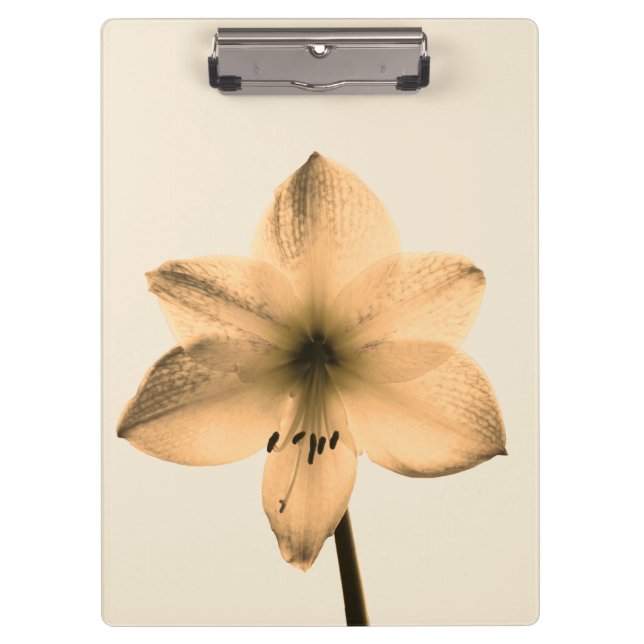 Carpeta De Pinza sepia amaryllis (Anverso)