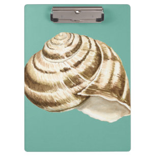 Carpeta De Pinza Sepia con caparazón en Verde azulado