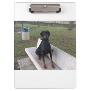 Carpeta De Pinza sesión de doberman pincher