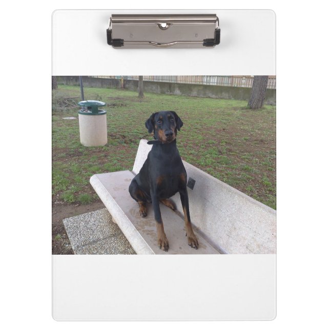 Carpeta De Pinza sesión de doberman pincher (Anverso)