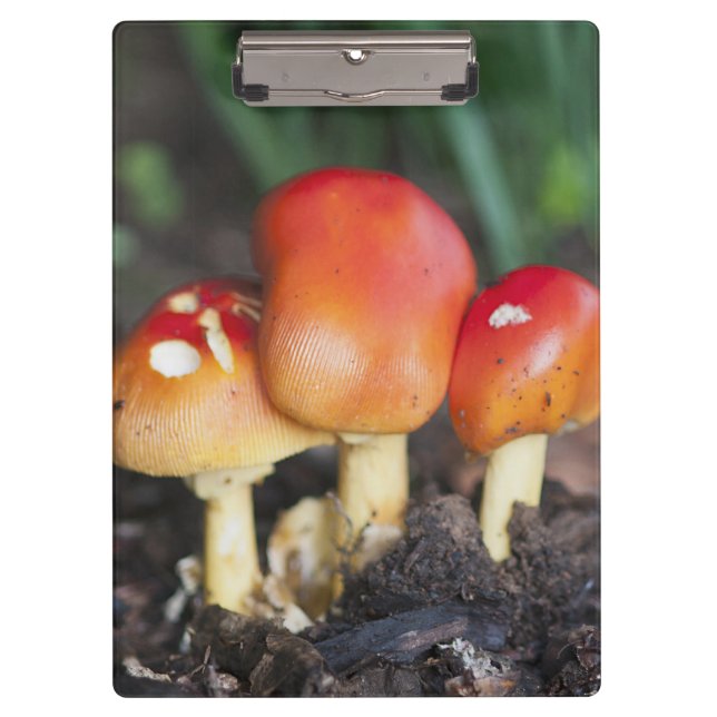 Carpeta De Pinza Setas familiares de Amanita (Anverso)