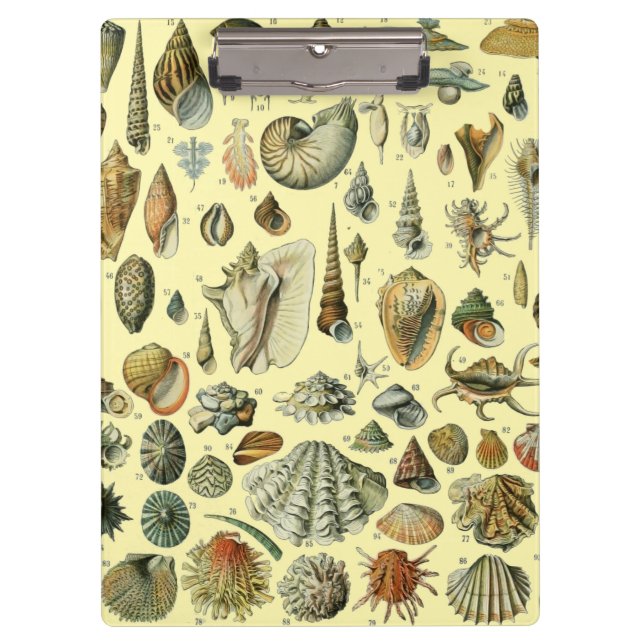 Carpeta De Pinza Shell de conchas marinas Mollusk Clam Elegante Art (Anverso)