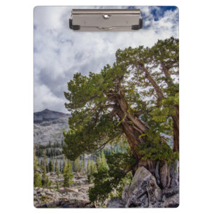 Carpeta De Pinza Sierra Juniper y árboles de hoja perenne