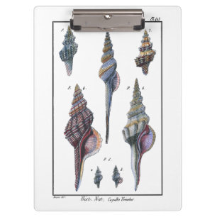 Carpeta De Pinza Siete Seashells coloridos