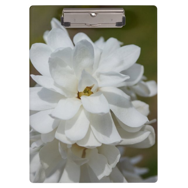 Carpeta De Pinza Silky Magnolia (Anverso)