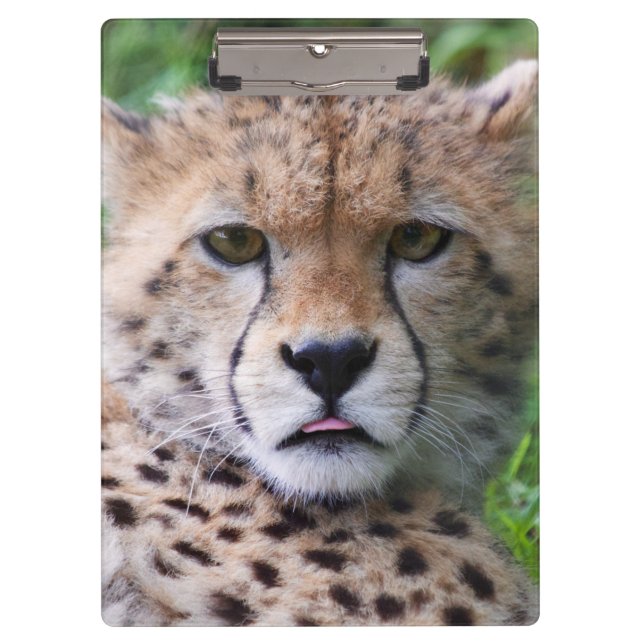 Carpeta De Pinza Silly Cheetah Cub (Anverso)