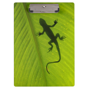 Carpeta De Pinza Silueta del Gecko