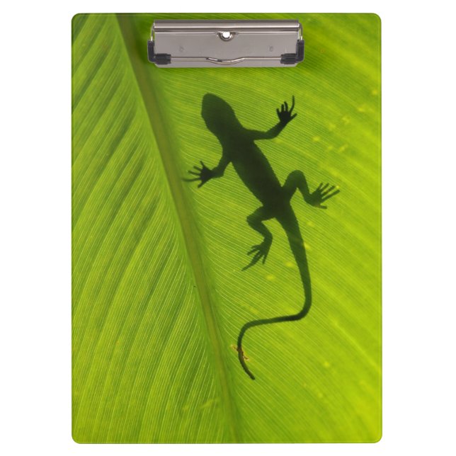 Carpeta De Pinza Silueta del Gecko (Anverso)
