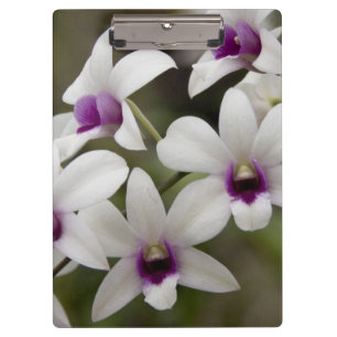 Carpeta De Pinza Singapur (Sanskrit por Ciudad León). Nacional 2