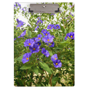 Carpeta De Pinza Sisyrinchium Angustifolium Clipboard