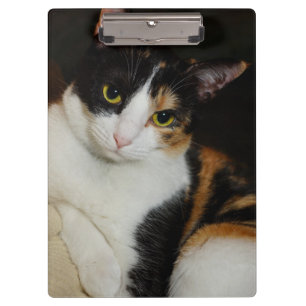 Carpeta De Pinza Sólo colgando alrededor