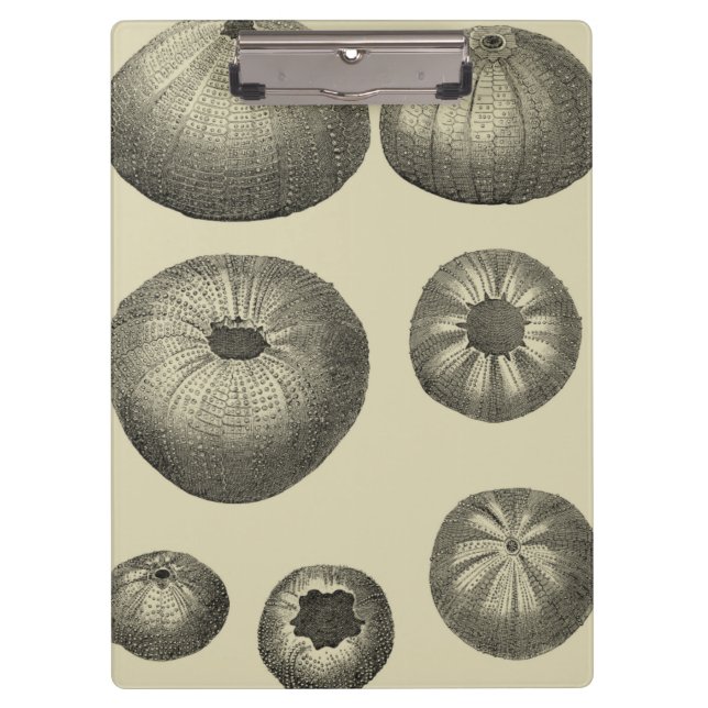 Carpeta De Pinza Starfish negro y blanco (Anverso)