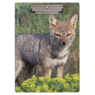 Carpeta De Pinza Sudamérica, Chile, Parque Nacional Torres del Pain