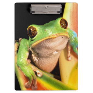 Carpeta De Pinza Sudamérica, Ecuador, Amazonas. Rana arborícola