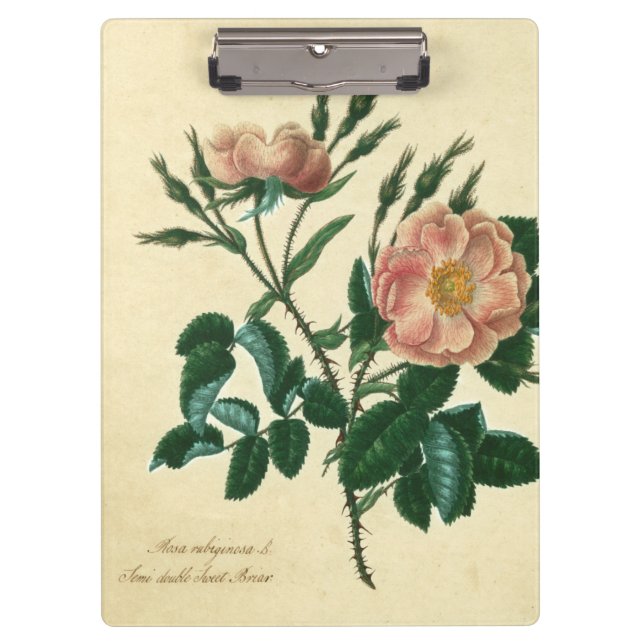 Carpeta De Pinza Sweet Briar Rosa (Anverso)