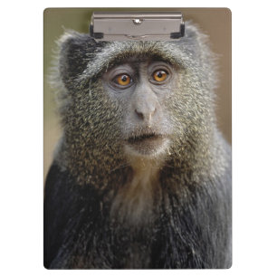Carpeta De Pinza Sykes o mono azul, Cercopithecus mitis,