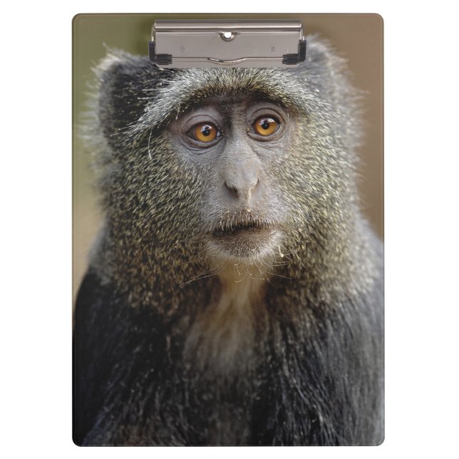 Carpeta De Pinza Sykes o mono azul, Cercopithecus mitis, (Anverso)