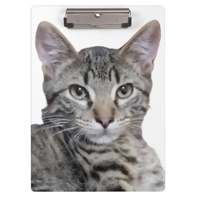 Carpeta De Pinza Tabby Kitten (Anverso)