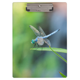 Carpeta De Pinza Tablero azul de la libélula
