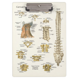 Carpeta De Pinza Tablero cervical de la anatomía de la espina