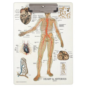 Carpeta De Pinza Tablero de la anatomía del corazón de la consult