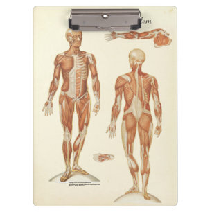 Carpeta De Pinza Tablero de la anatomía del músculo de la consult