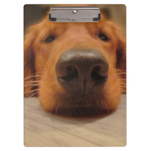 Carpeta De Pinza Tablero del golden retriever