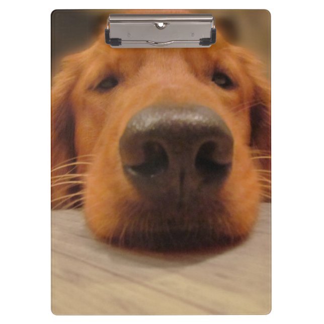 Carpeta De Pinza Tablero del golden retriever (Anverso)