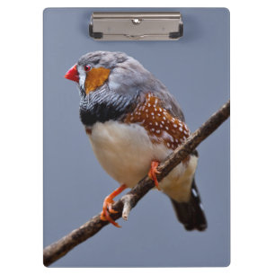 Carpeta De Pinza Tablero del pinzón de cebra
