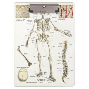 Carpeta De Pinza Tablero esquelético de la anatomía de la consult