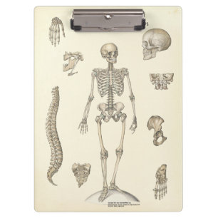 Carpeta De Pinza Tablero esquelético de la anatomía de la consult