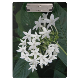 Carpeta De Pinza Tablero tropical blanco hermoso de las flores