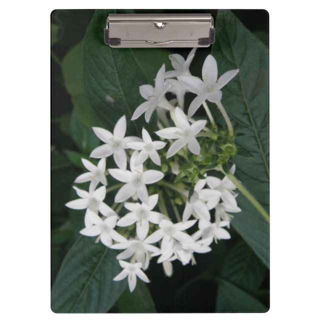 Carpeta De Pinza Tablero tropical blanco hermoso de las flores (Anverso)