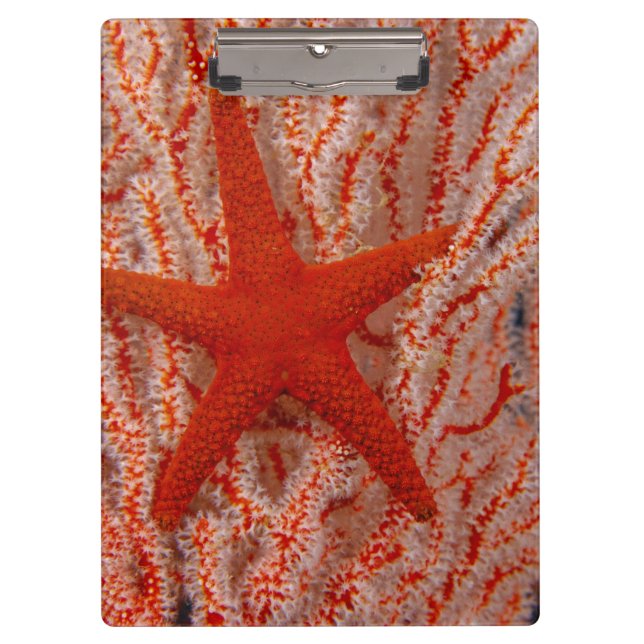 Carpeta De Pinza Tailandia, Estrella de Mar (Anverso)