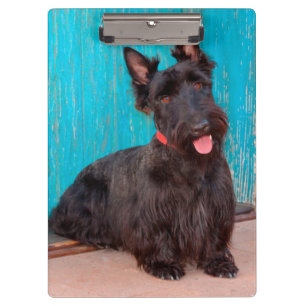 Carpeta De Pinza Terrier escocés sentado junto a una puerta colorid