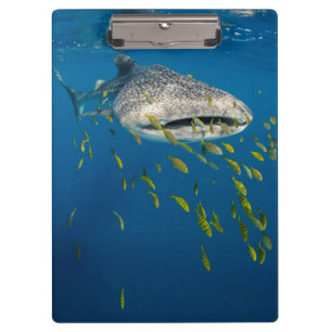 Carpeta De Pinza Tiburón ballena con peces, Indonesia
