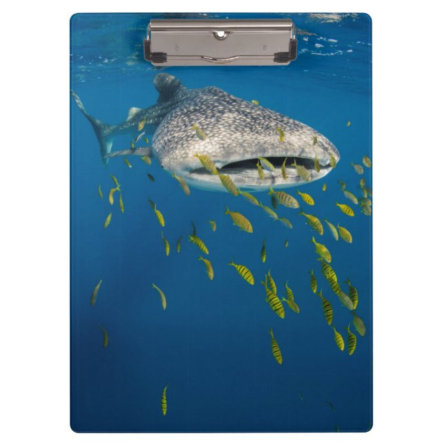 Carpeta De Pinza Tiburón ballena con pescado, Indonesia (Anverso)
