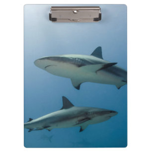 Carpeta De Pinza Tiburón de Arrecife del Caribe