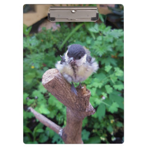 Carpeta De Pinza Tidi my Bird the Parus Major