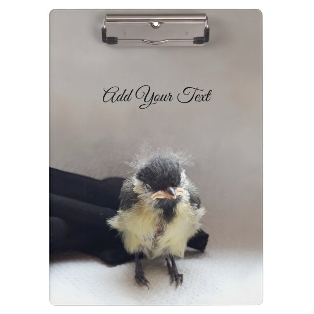 Carpeta De Pinza Tidi my Bird the Parus Major (Anverso)