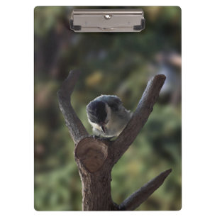 Carpeta De Pinza Tidi my Bird the Parus Major