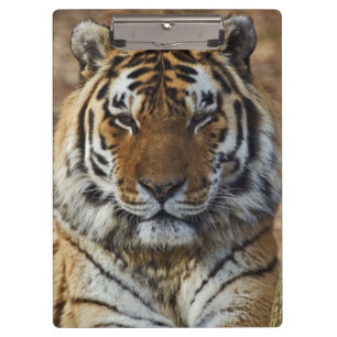 Carpeta De Pinza Tigre de Bengala, Panthera tigris, Louisville Zoo,