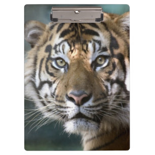 Carpeta De Pinza Tigre de Sumatra macho (Panthera tigris sumatrae)