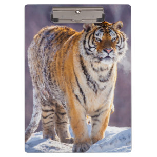 Carpeta De Pinza Tigre siberiano en la nieve, China