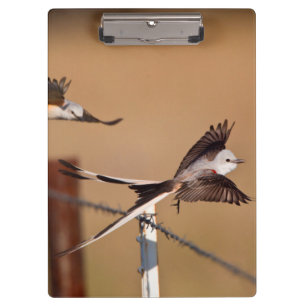 Carpeta De Pinza Tirano Tijera (Tyrannus Forficatus)